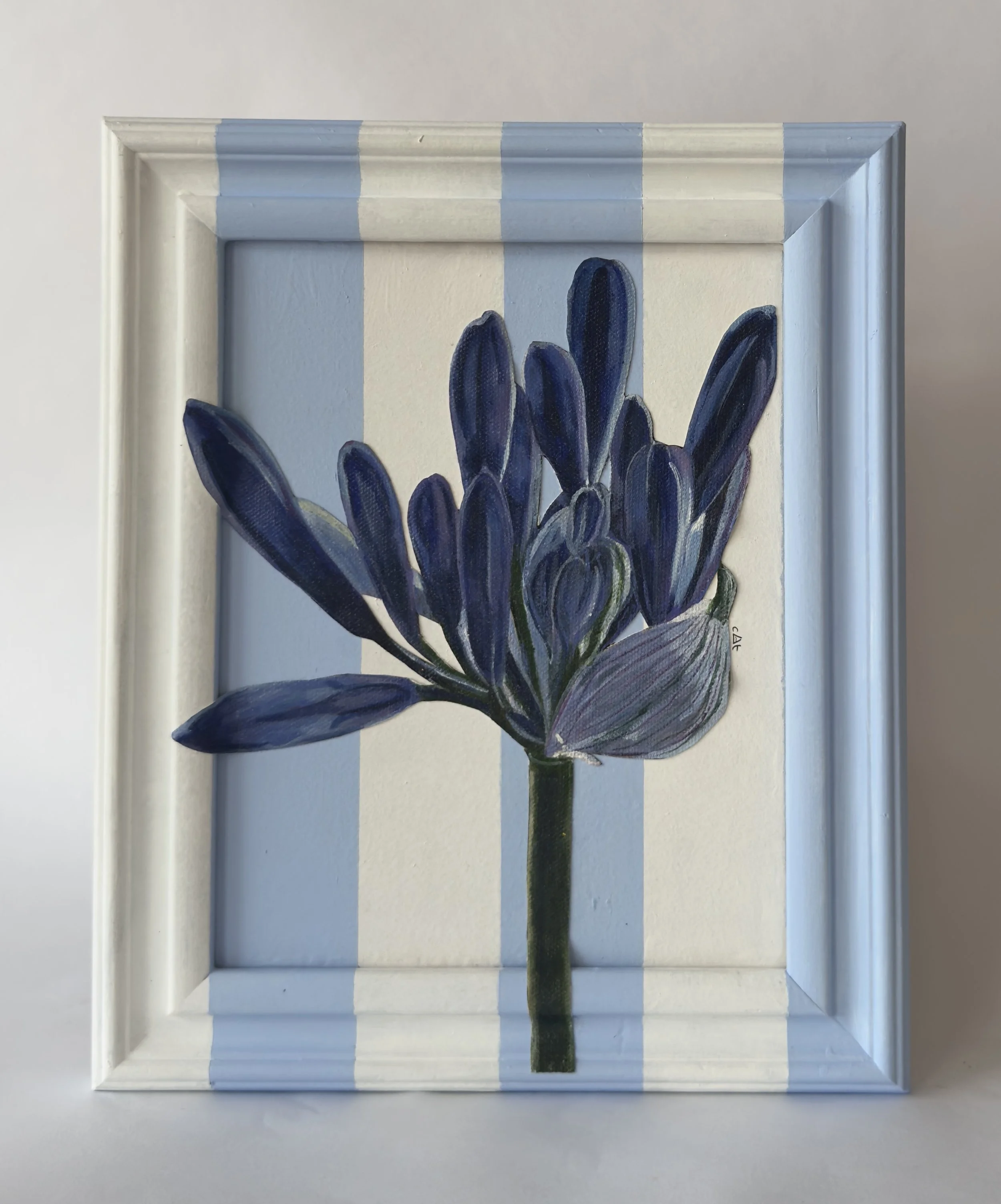 Agapanthus Sky