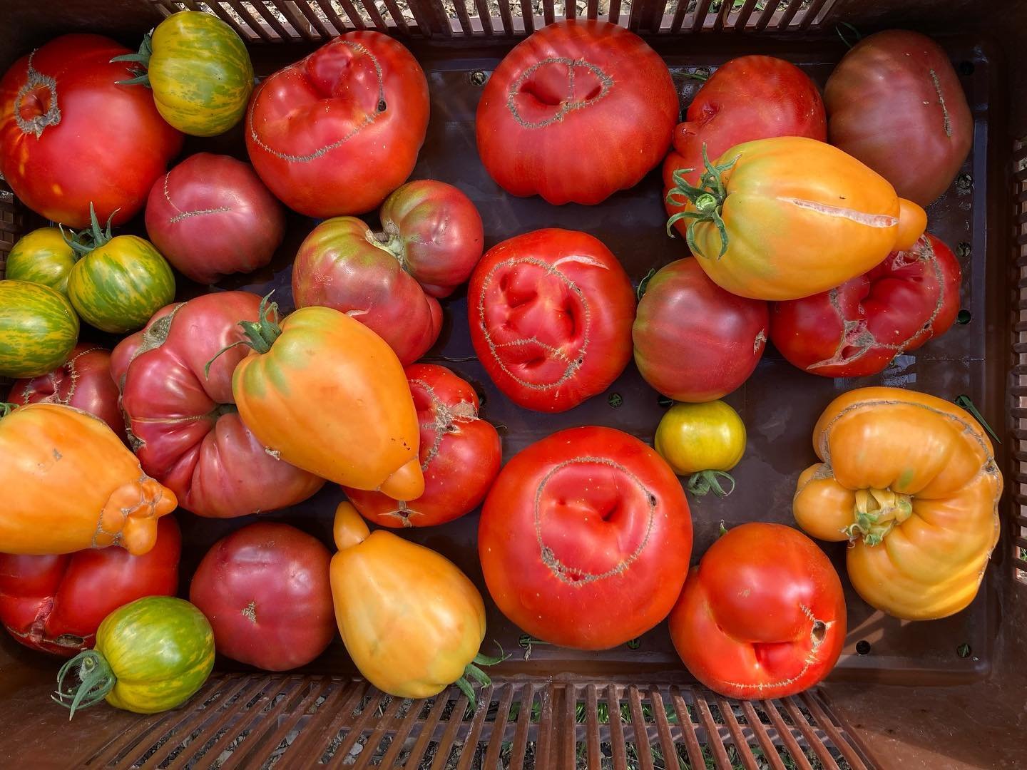 Les Jardins de Piconnat fournisseur de légumes et fruits ferme agroagriculture permaculture Lapouyade