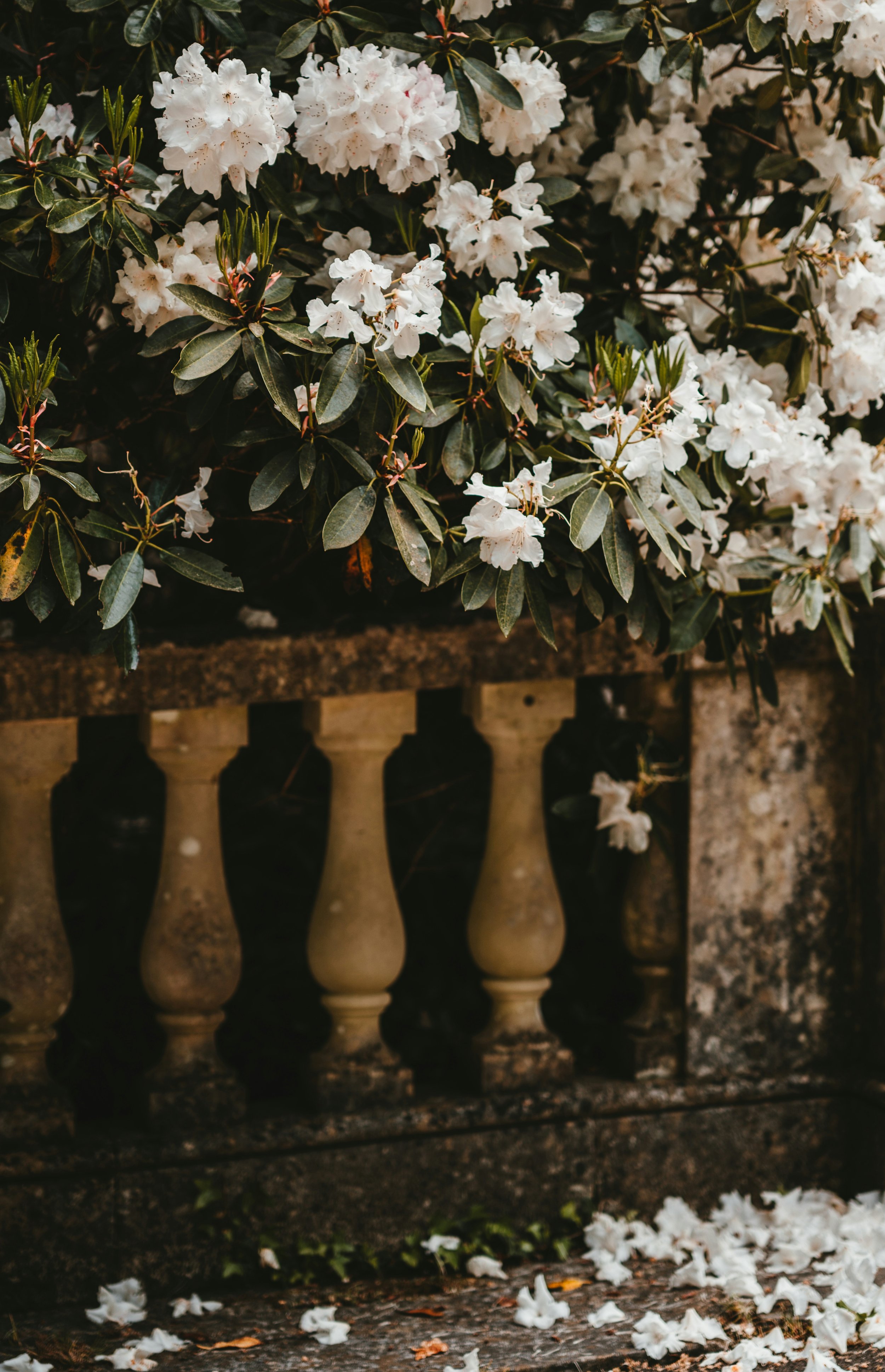 annie-spratt-FEMo-sCMLoA-unsplash.jpg