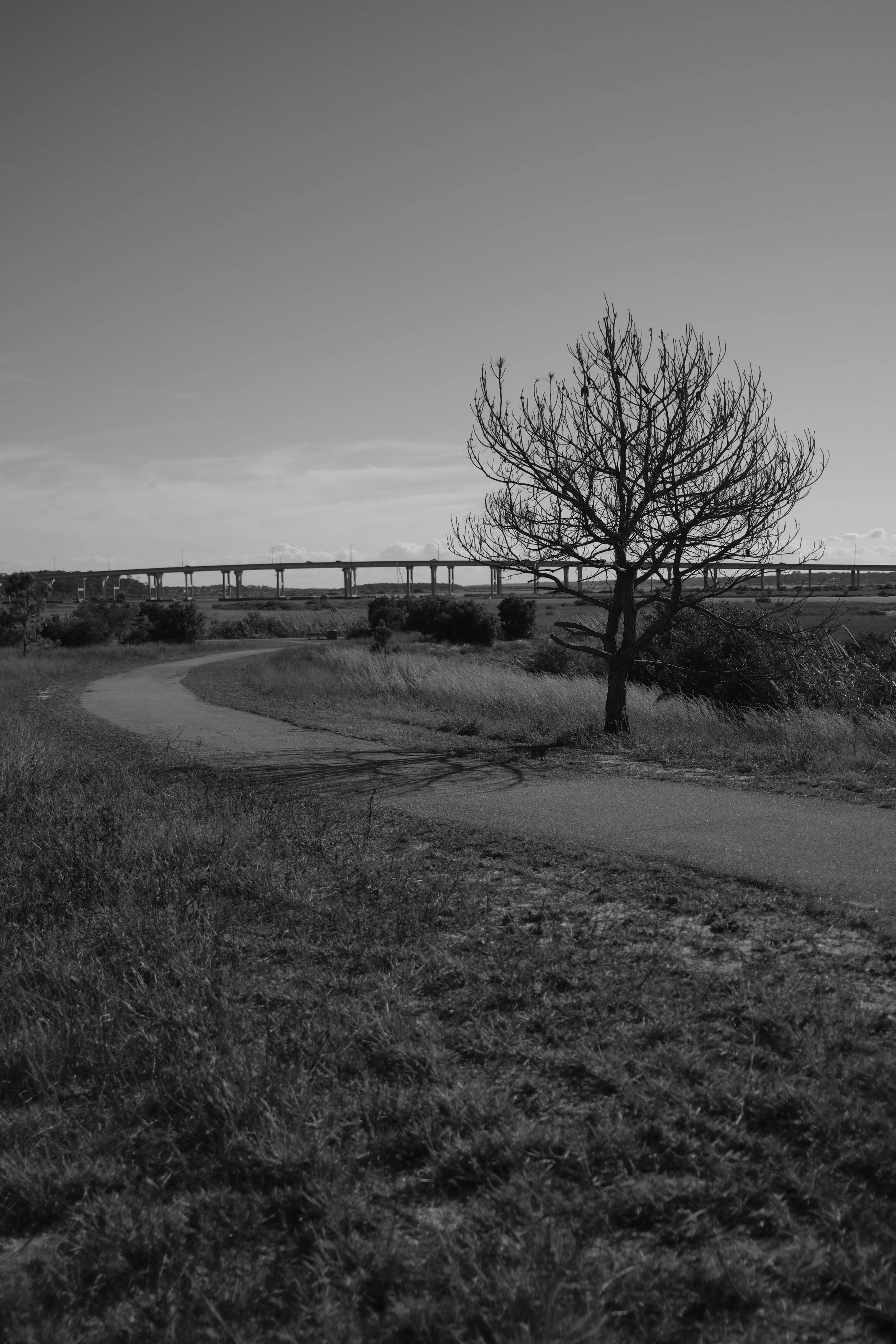 dreem tree.JPG