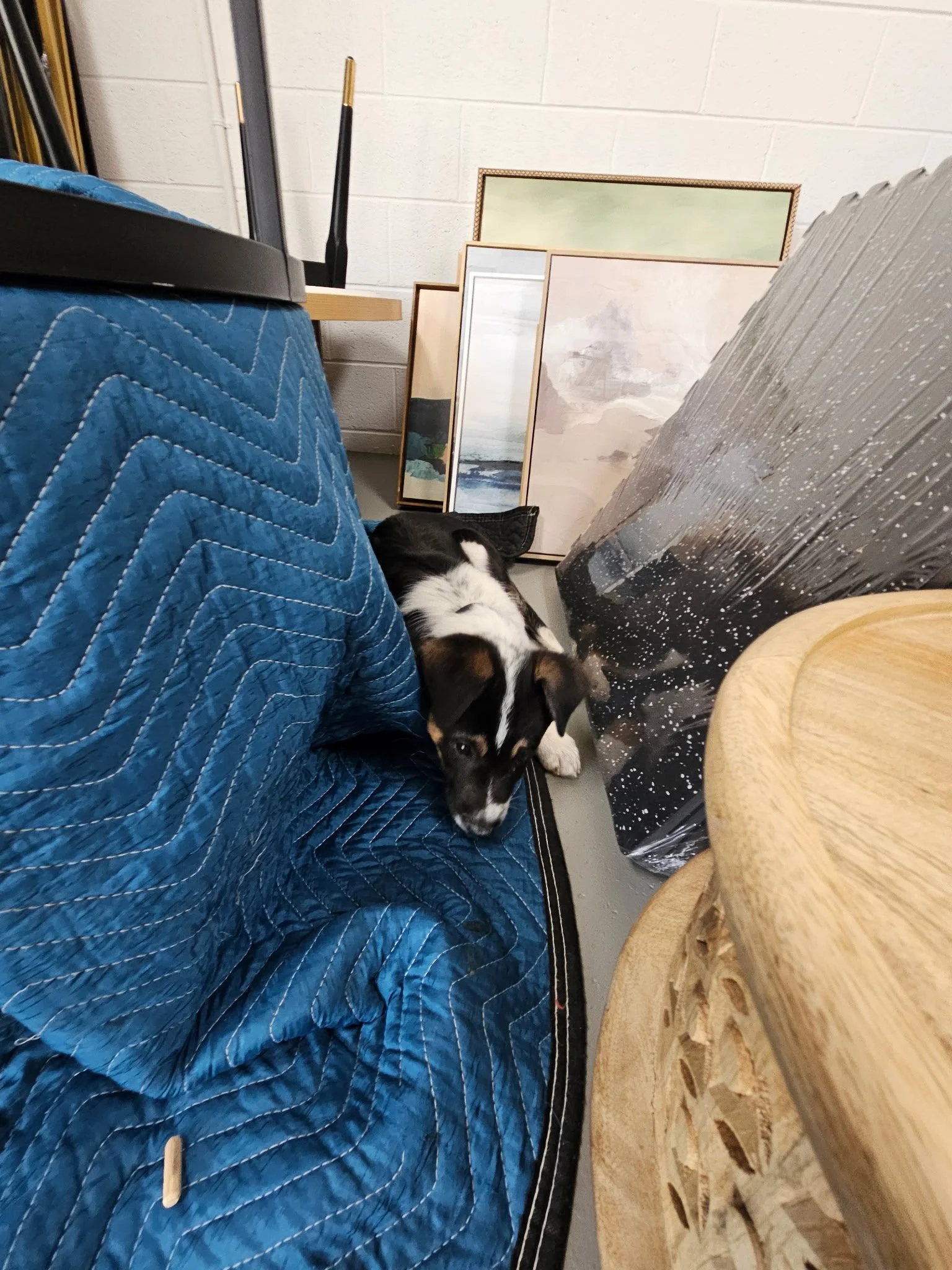 Growing pains? More like growing naps. 🐶

We&rsquo;ve been hard at work expanding our operations with a new warehouse space to receive and prep all of our project deliveries.

It&rsquo;s a big step for us&hellip; and clearly a big day for this littl