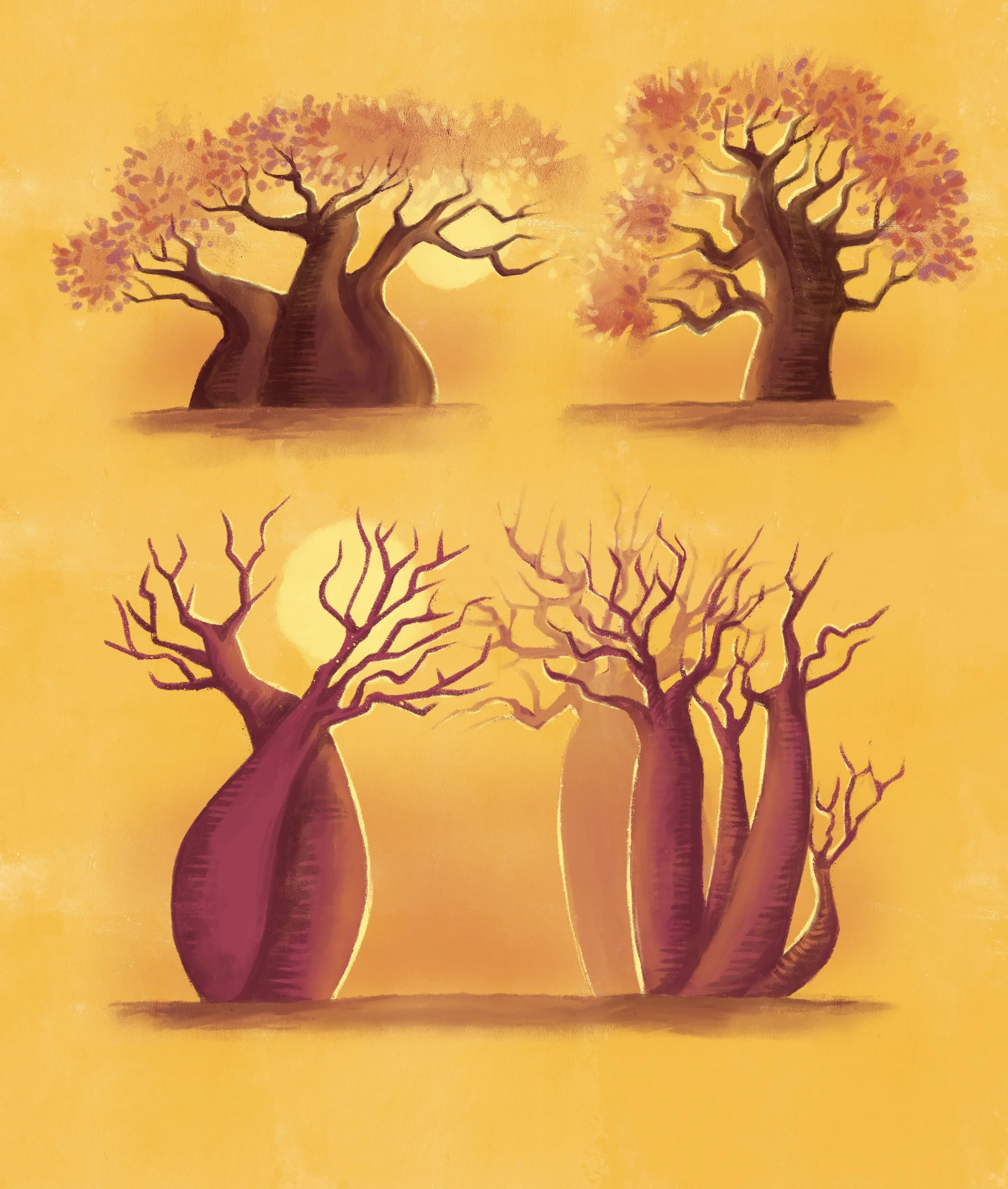 Explorer les baobabs