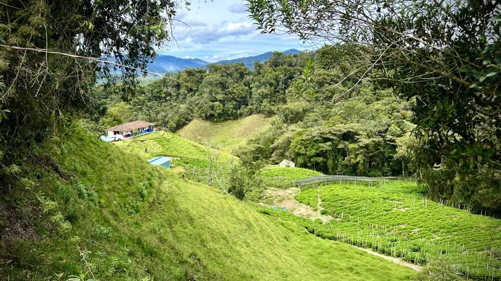 Build a Flower Farm in colombia