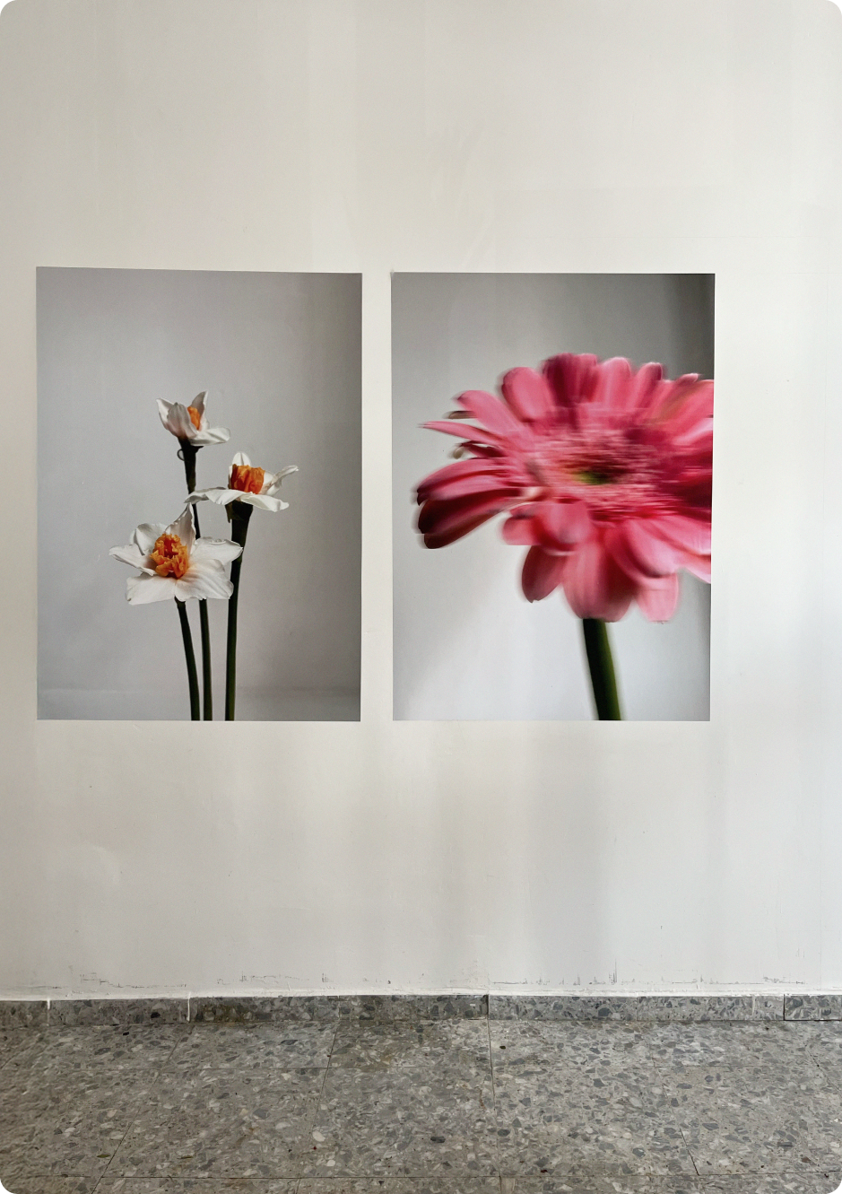 Doña Aurelia — Roda Studio