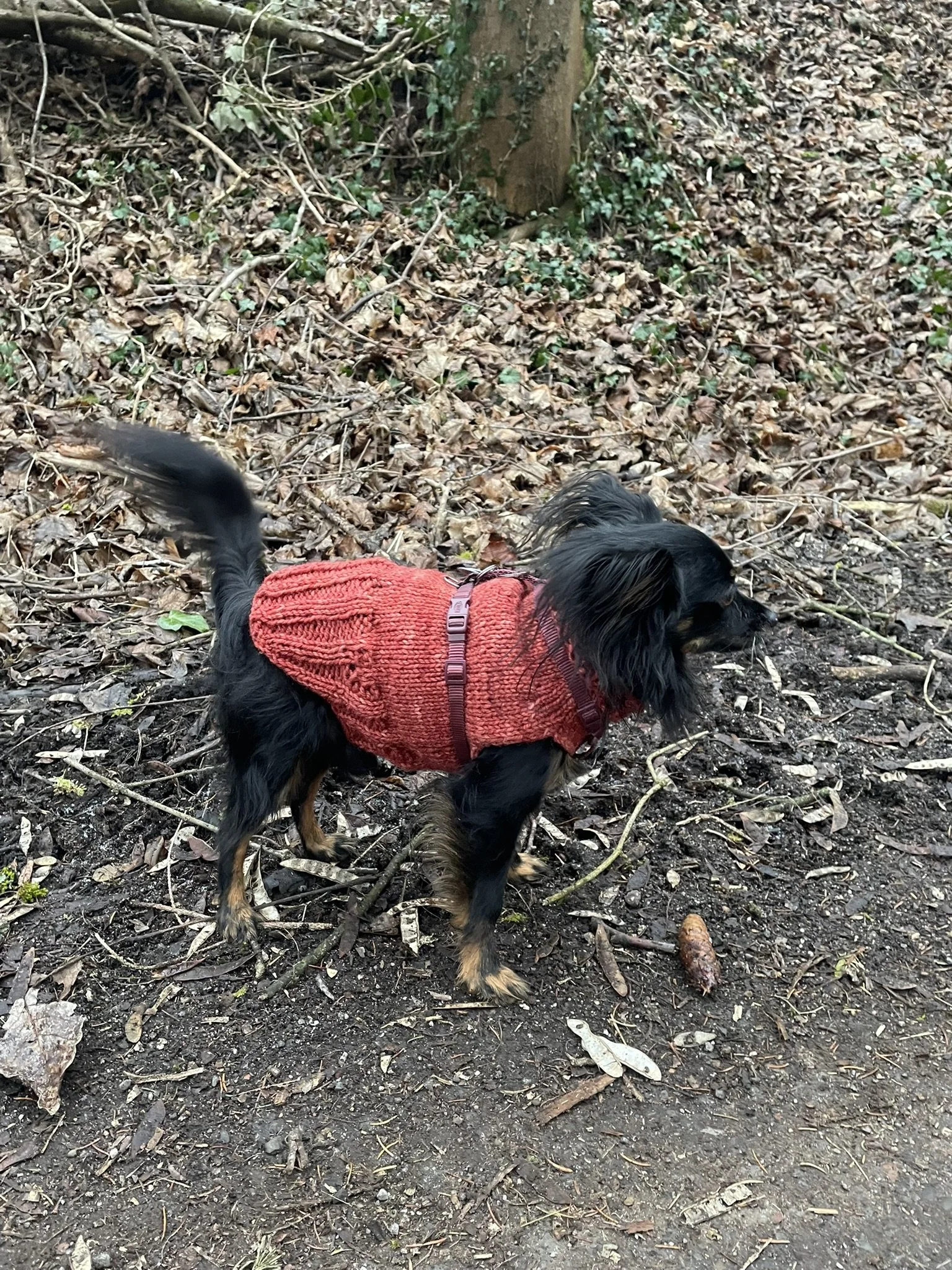 Der Hundepullover wird zum Leineschaf Härtetest