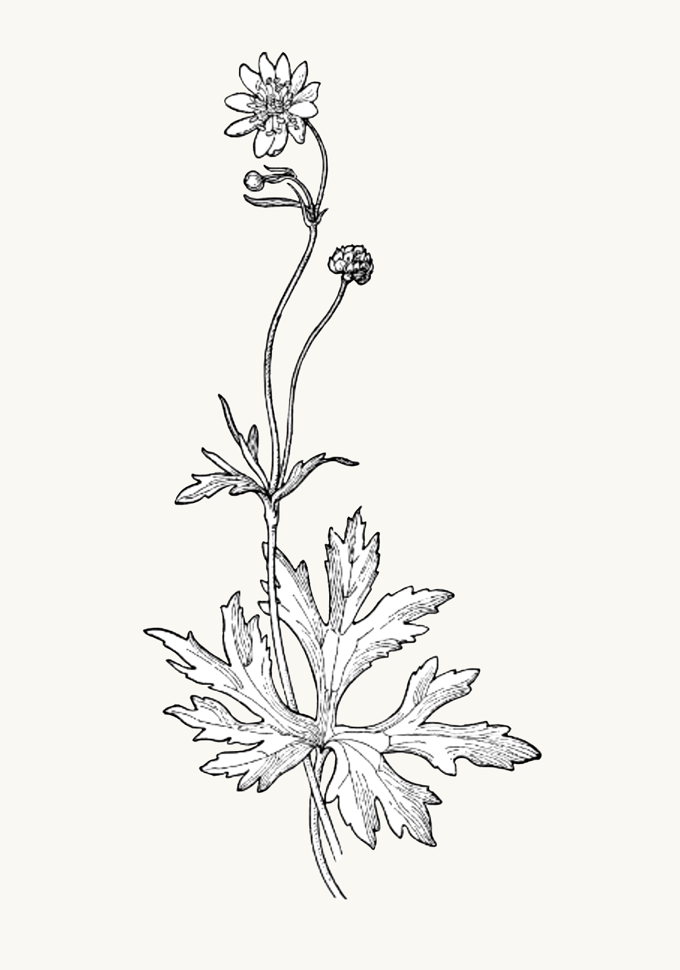 Untitled_Artwork 81.png