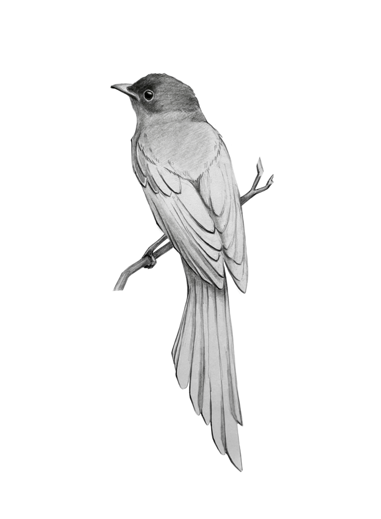 Untitled_Artwork 113.png