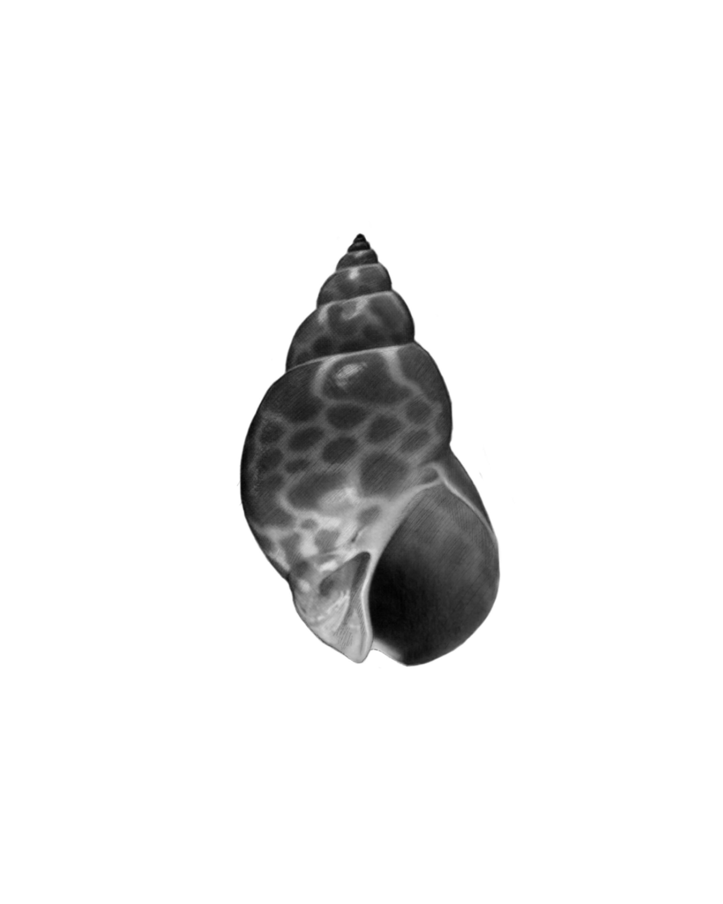 Untitled_Artwork 89.png