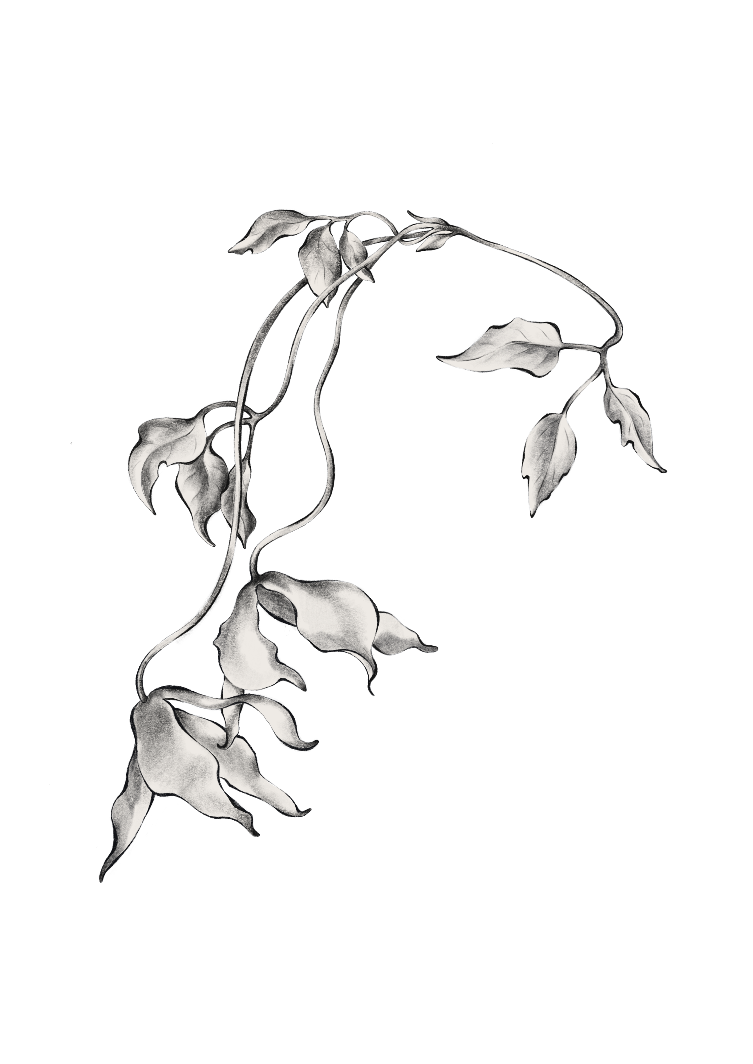 Untitled_Artwork 109.png