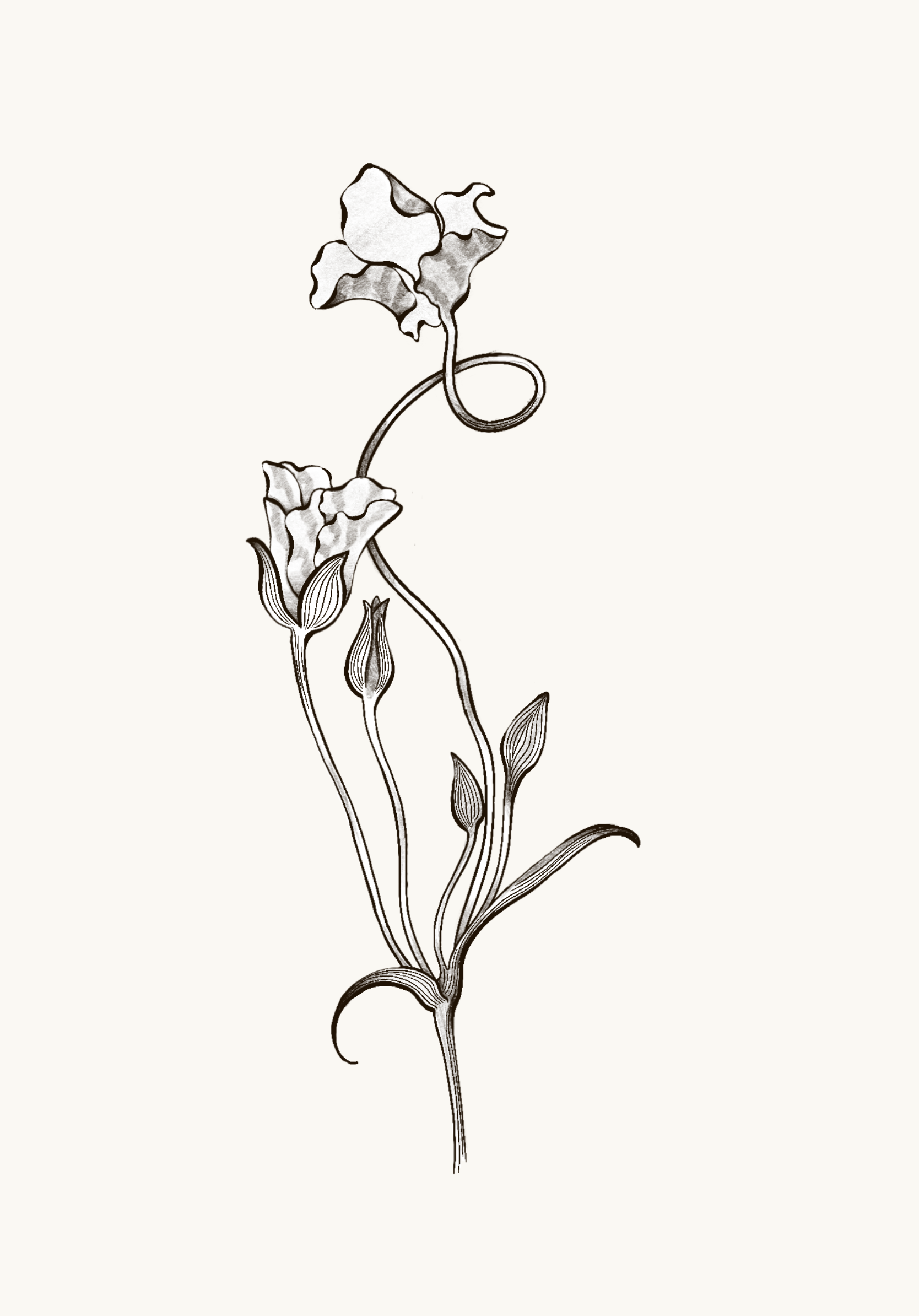 Untitled_Artwork 64.png