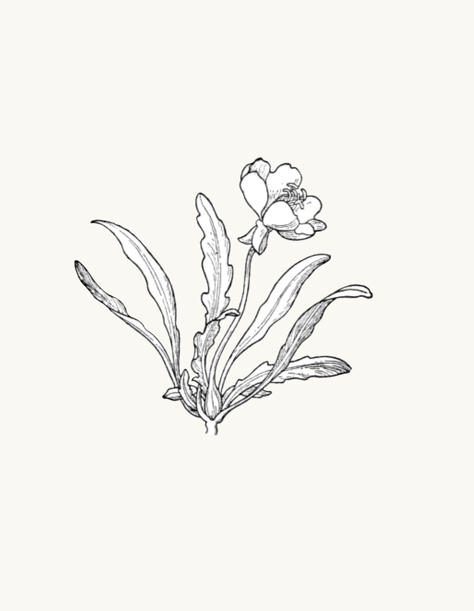 Untitled_Artwork 68.png