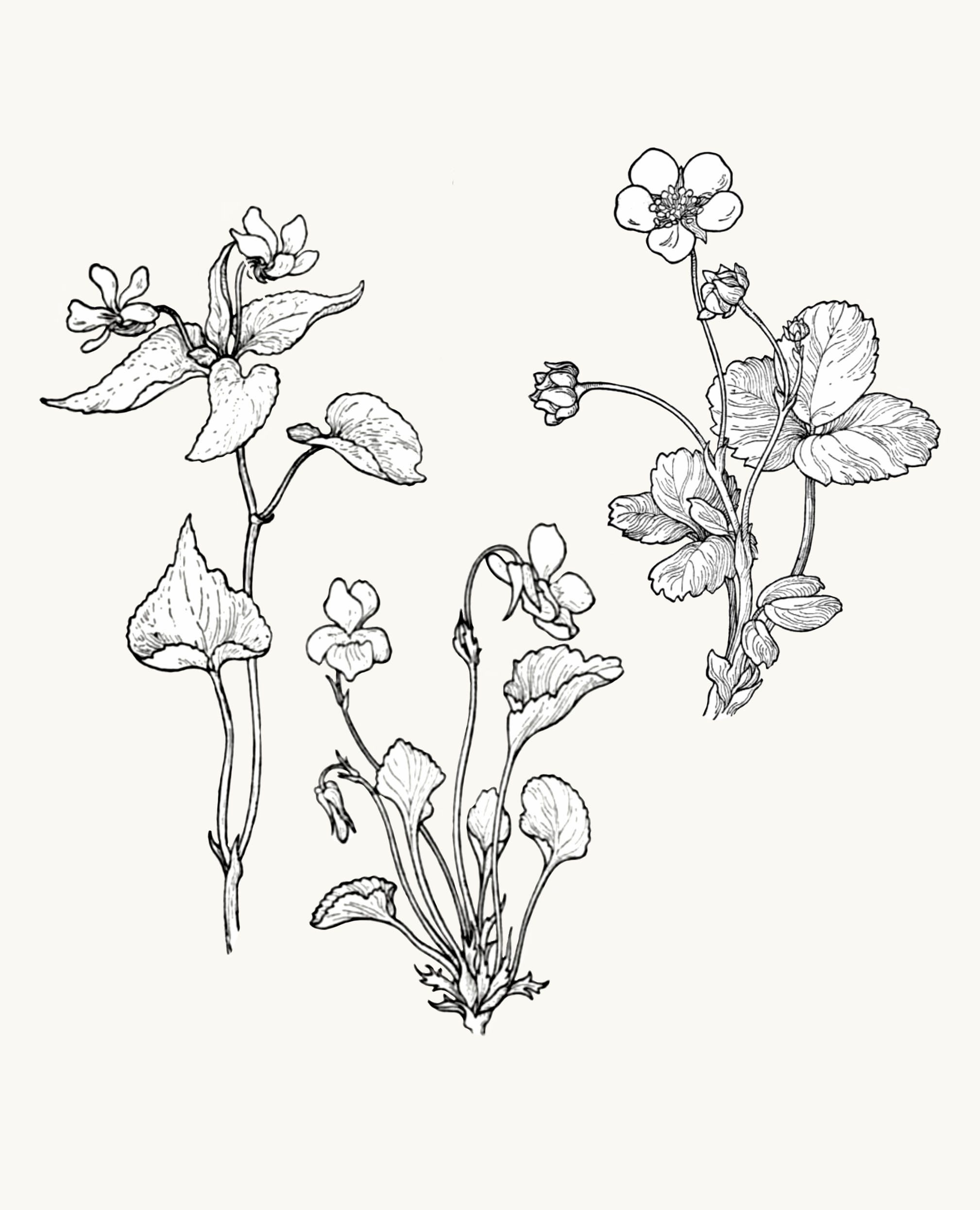 Untitled_Artwork 69.png