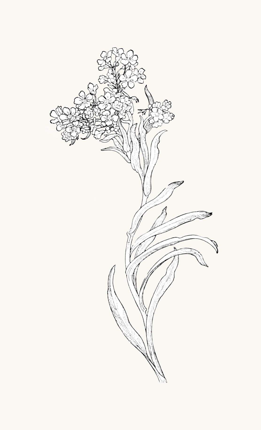 IMG_0011.png
