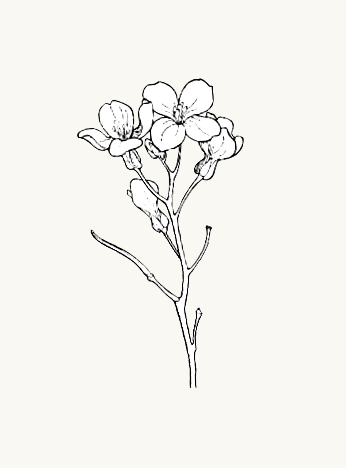 Untitled_Artwork 83.png