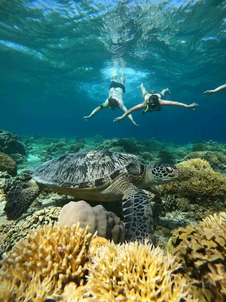 Turtle with clients on top.jpg