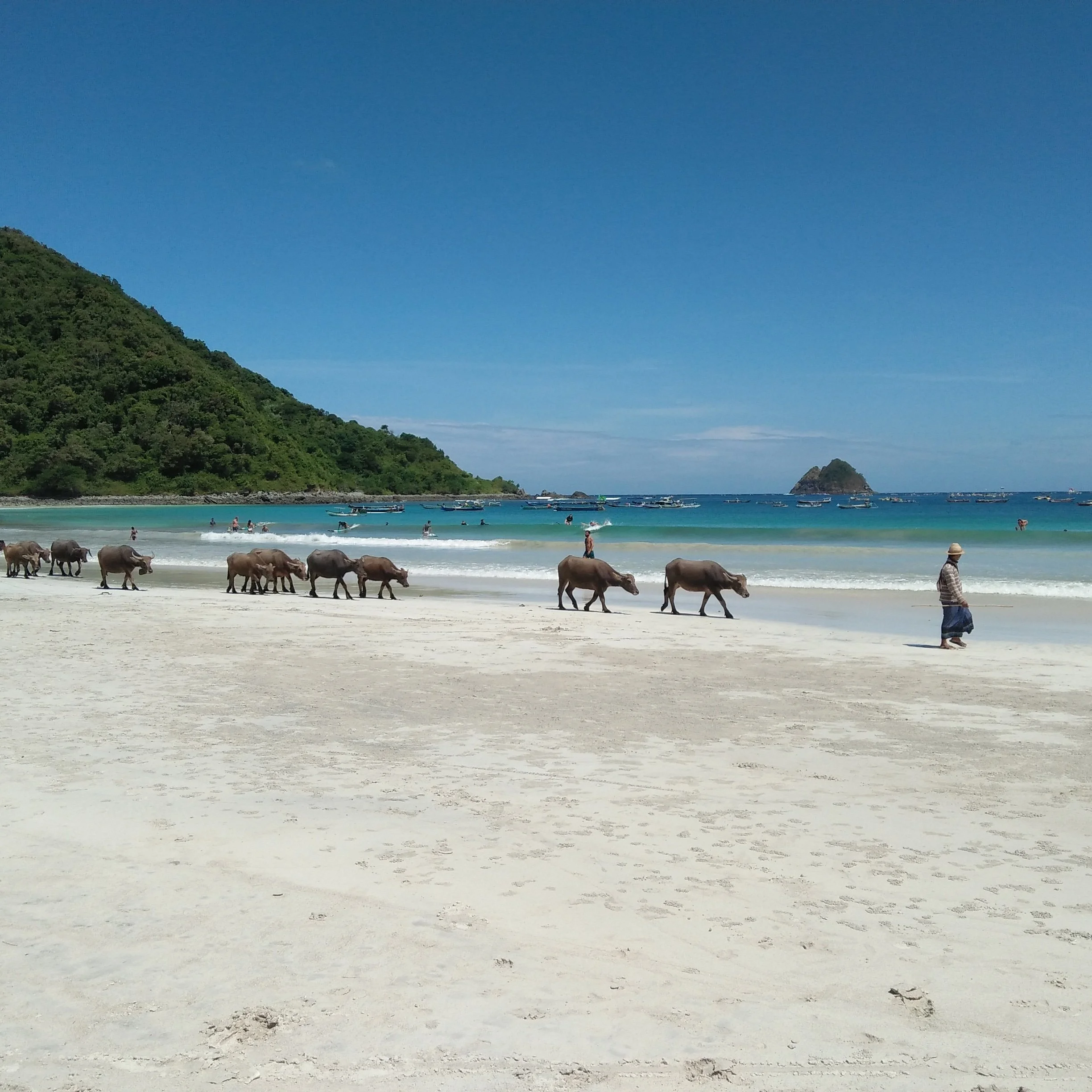 Beach-with-buffalos-walking.jpg