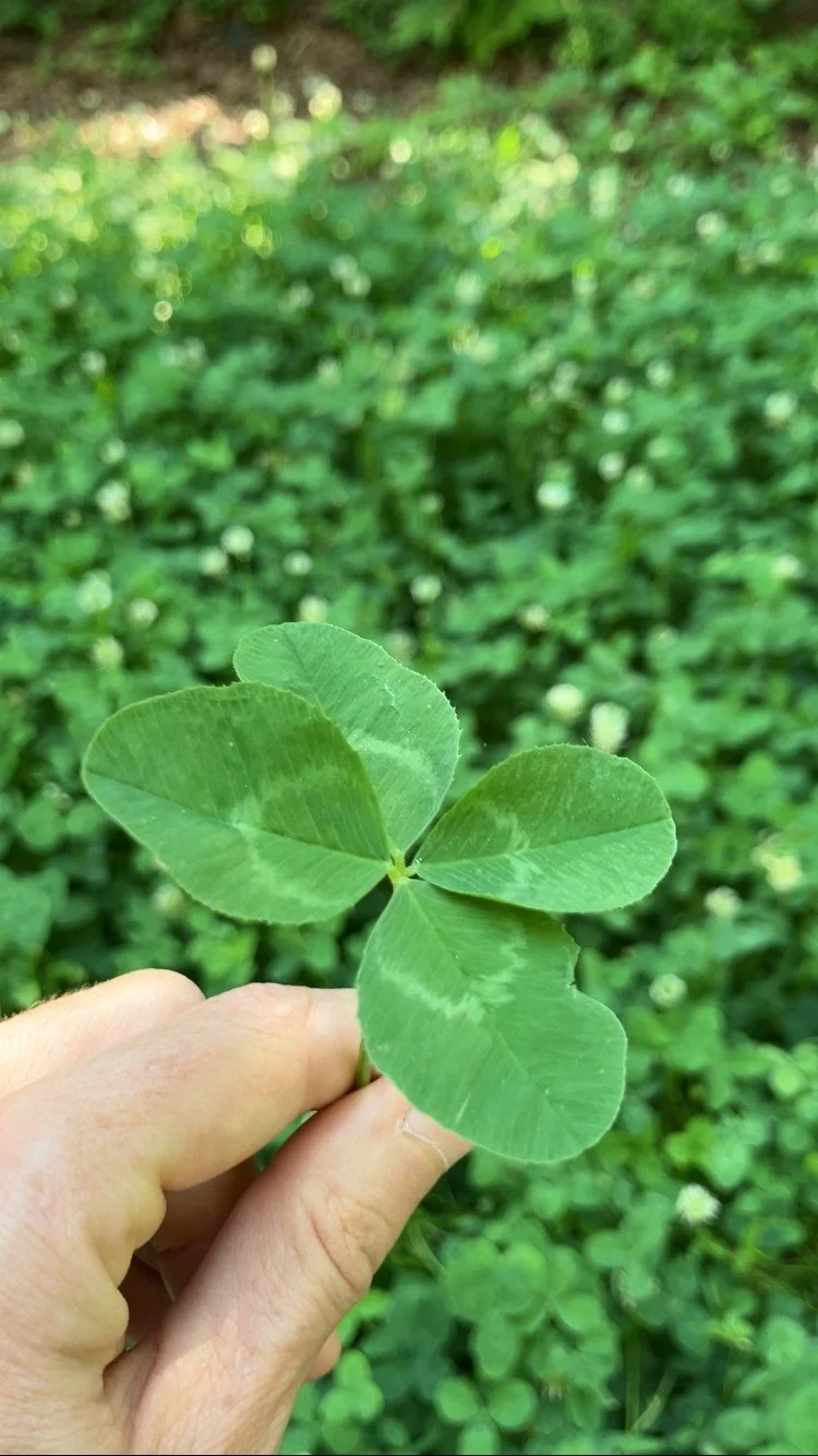 Reconnecting with Enchantment