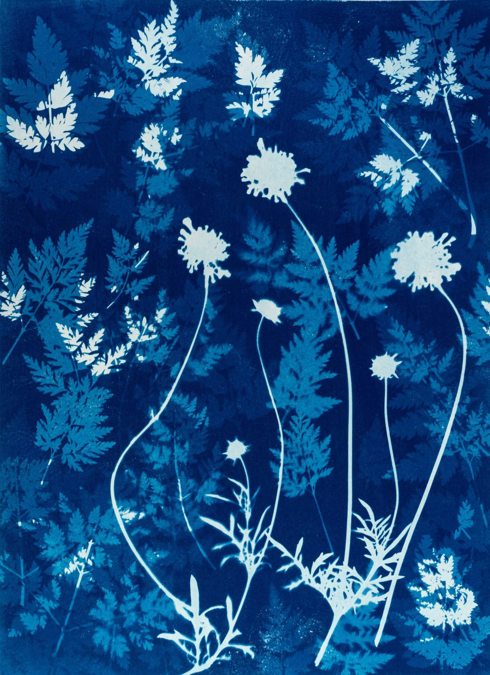Atelier cyanotype - dim. 21/06