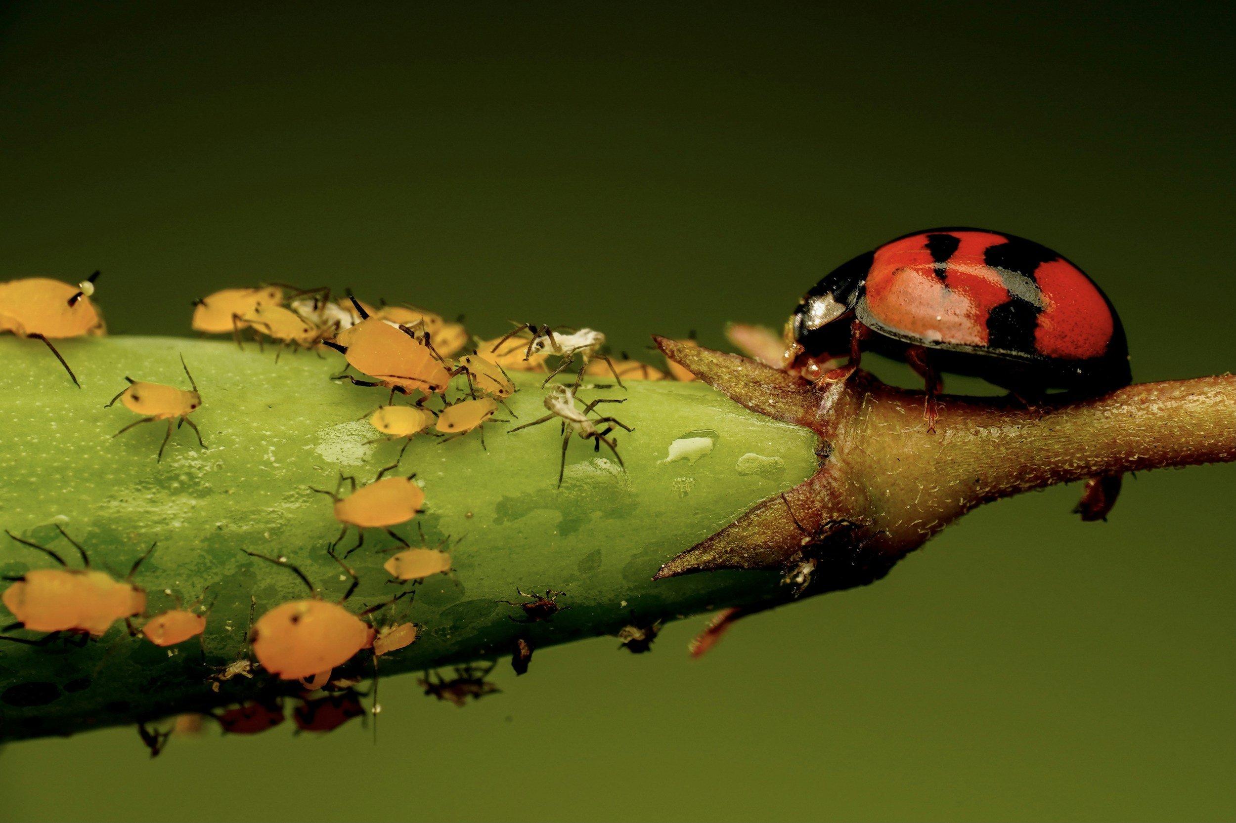 Flower Farm Troubleshooting: Common Garden Pests &amp; How We Naturally Combat Them
