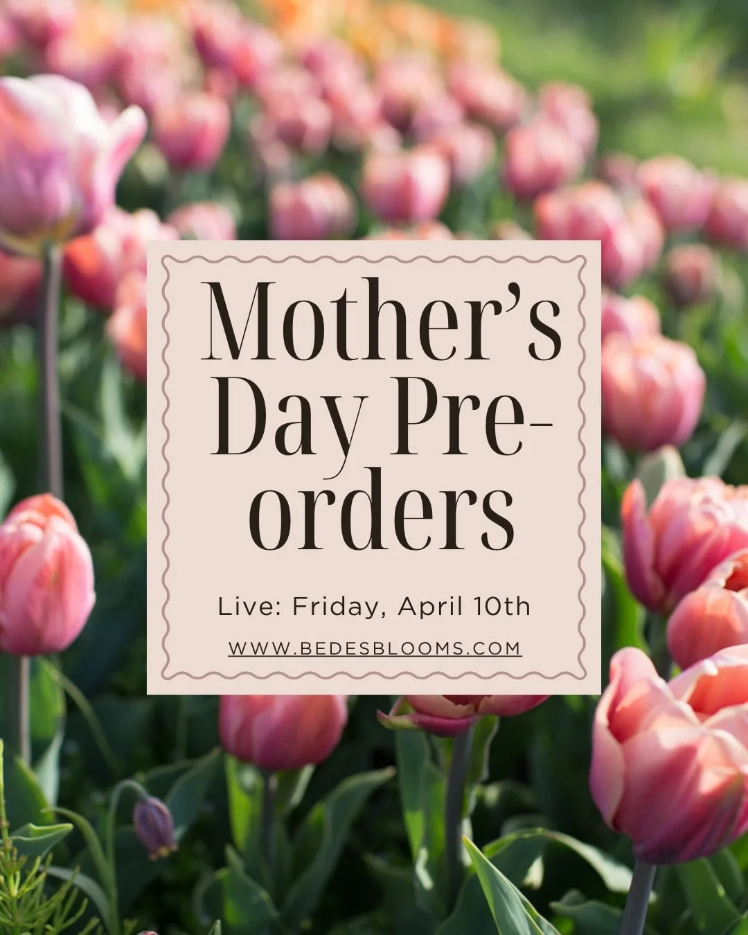 Mother&rsquo;s Day pre-orders open tomorrow ✨
Thoughtfully curated, beautifully wrapped, and made to celebrate her.
Limited quantities available&mdash;set your reminder 💐
.
.
.
.
.
#MasonFlowers #SpringFlowers #mothersday #LansingFlowers #LocallyGro