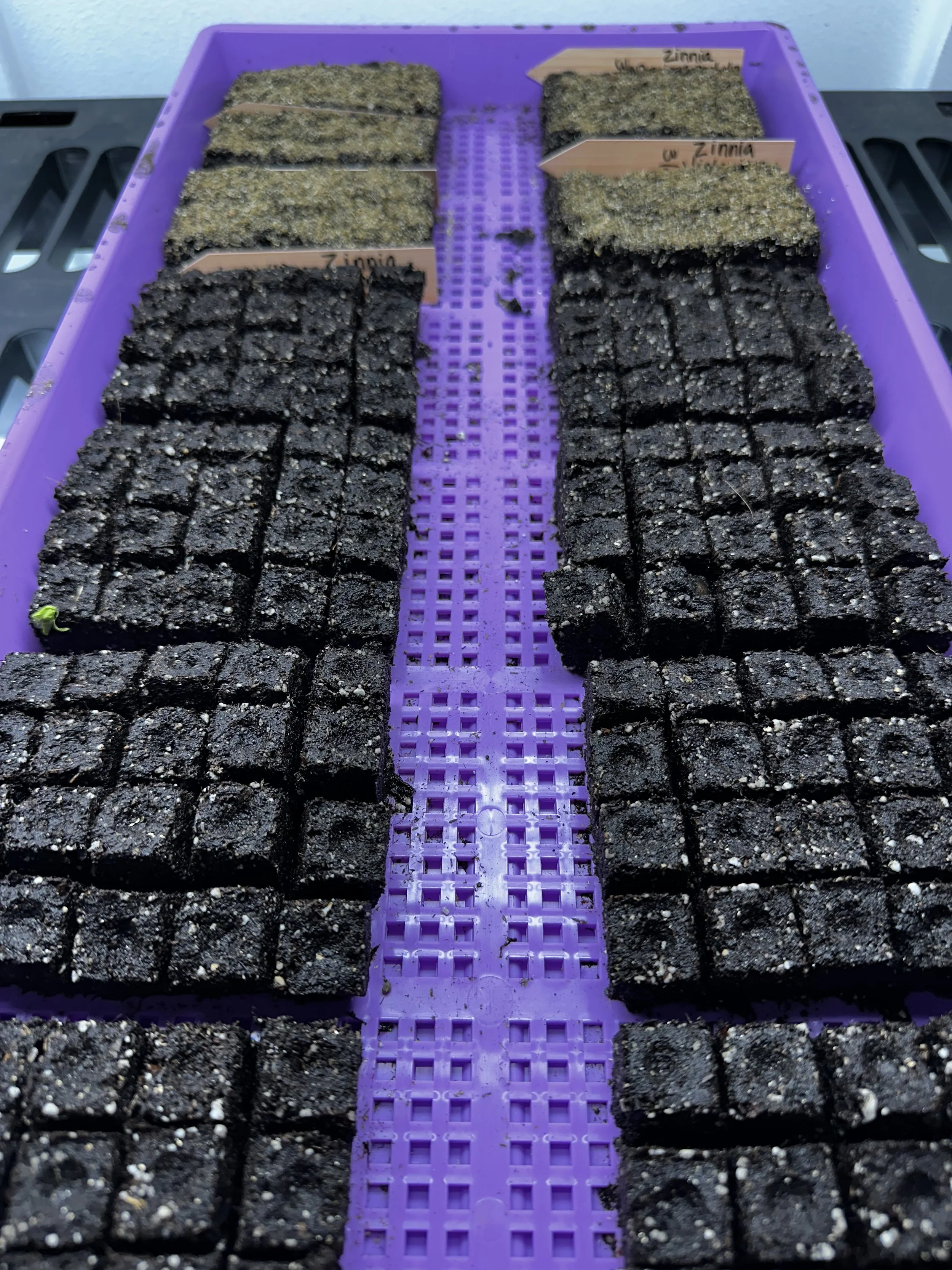 Seed Starting, Motherhood, and Letting Go of Perfect