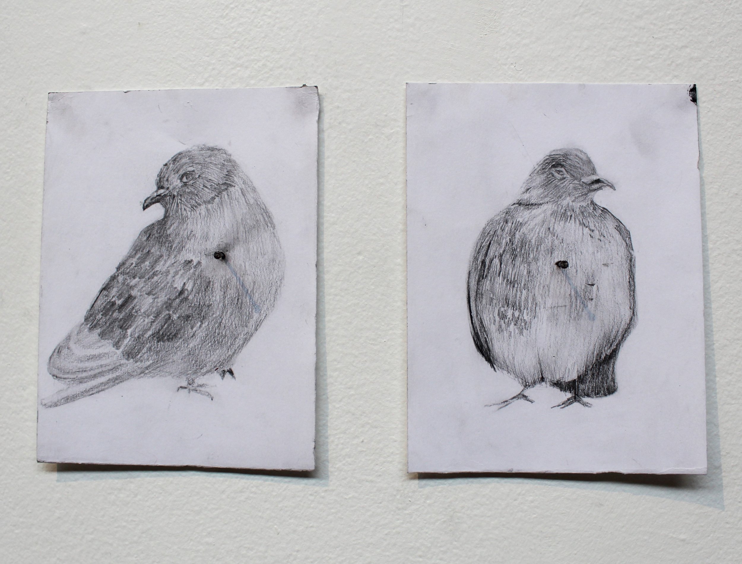 Pigeon Spiked, 2024