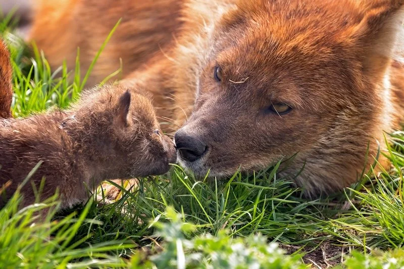 A dhole with a puppie.