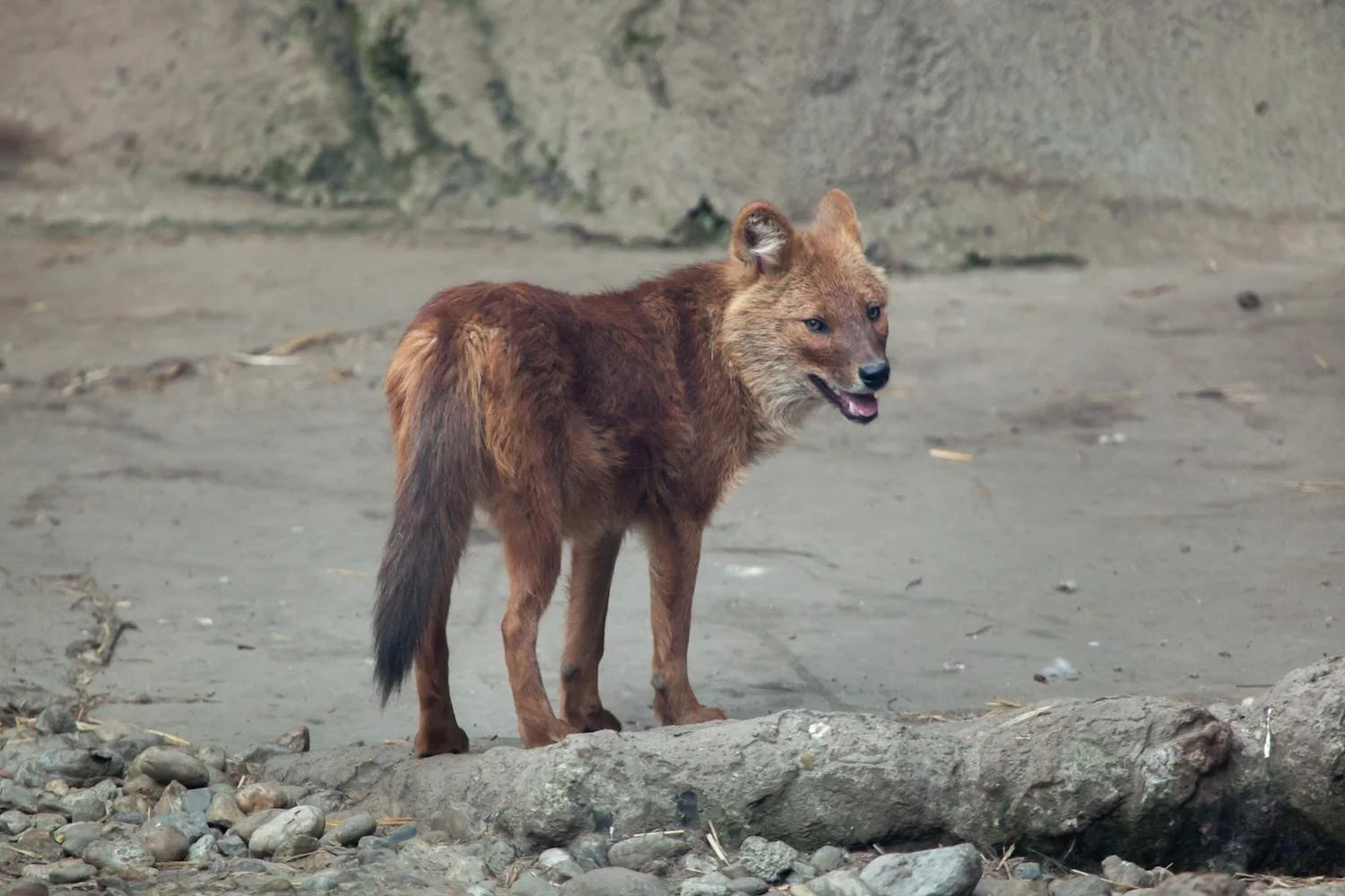 DHOLE