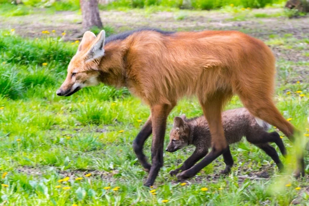 MANED WOLF