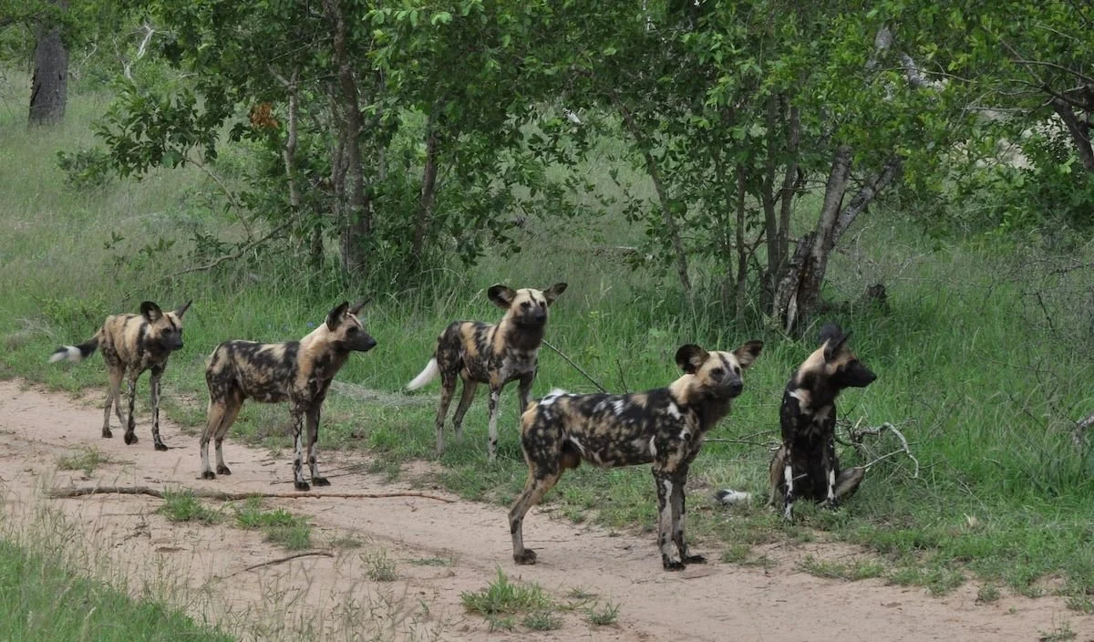 A group of painted dogs.