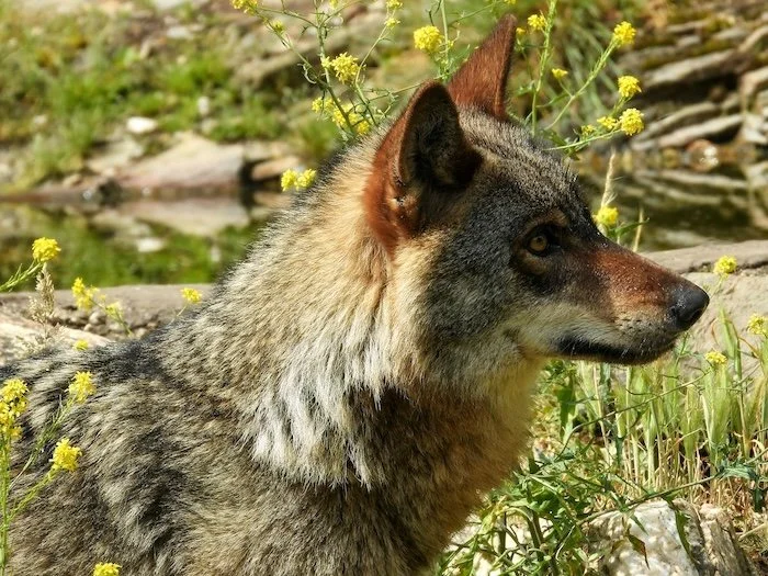 RED WOLF