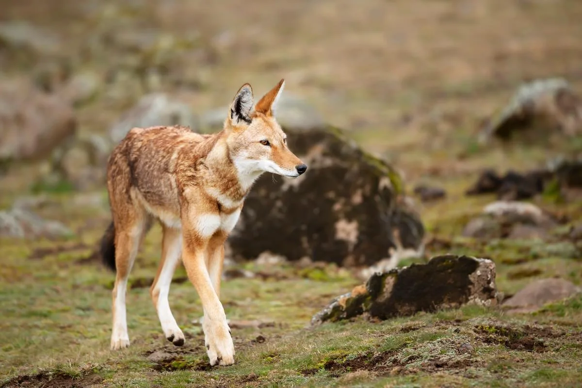 Ethiopian wolf walking in the highlands
