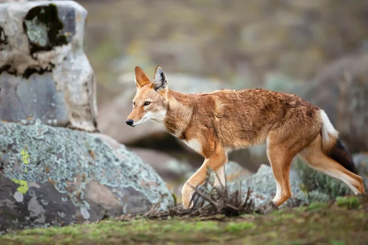 Ethiopian Wolf: Africa's Rarest Canid — Endangered Canid Project