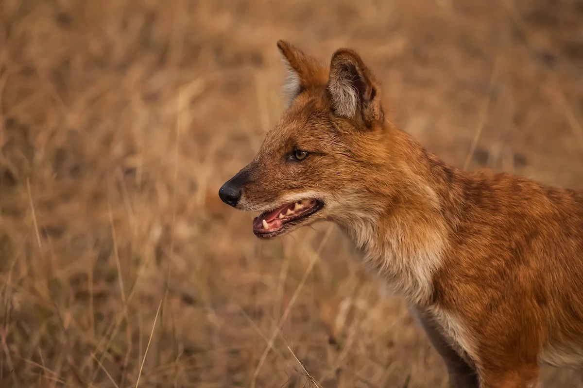 Asiatic wild dog
