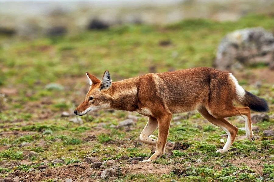 Ethiopian wolf running