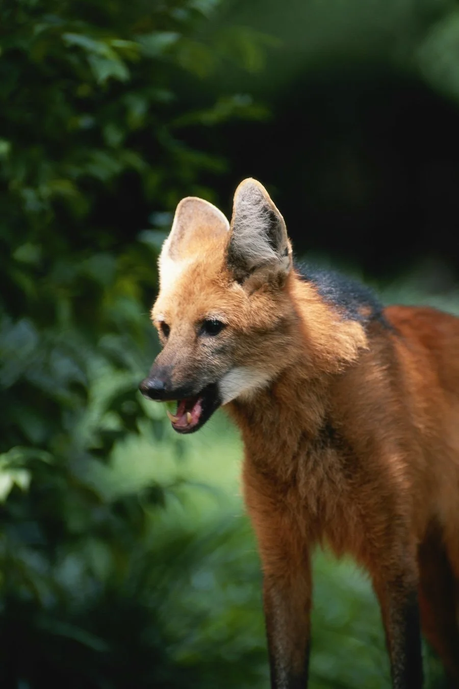 Maned Wolf