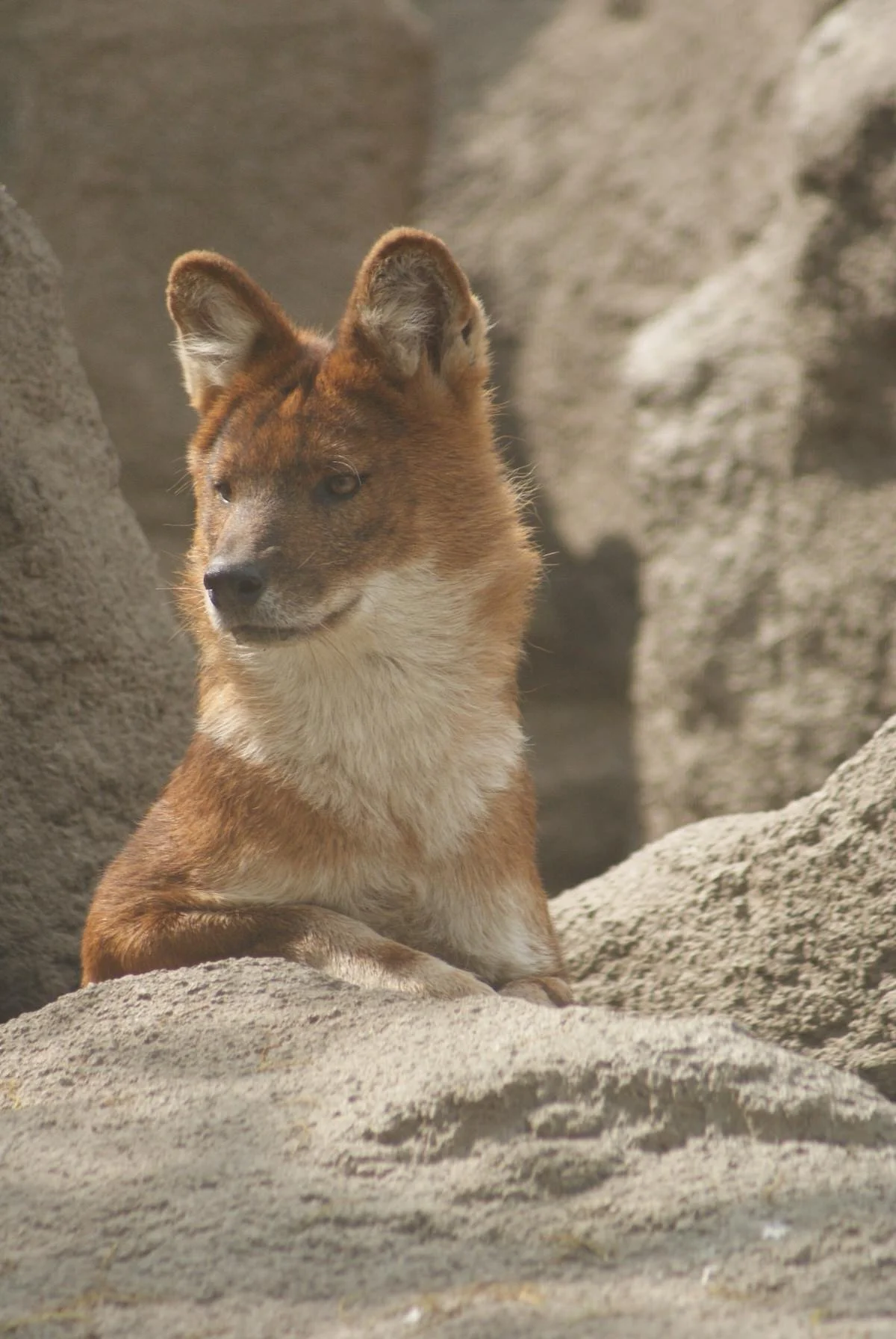 A young dhole on a rock