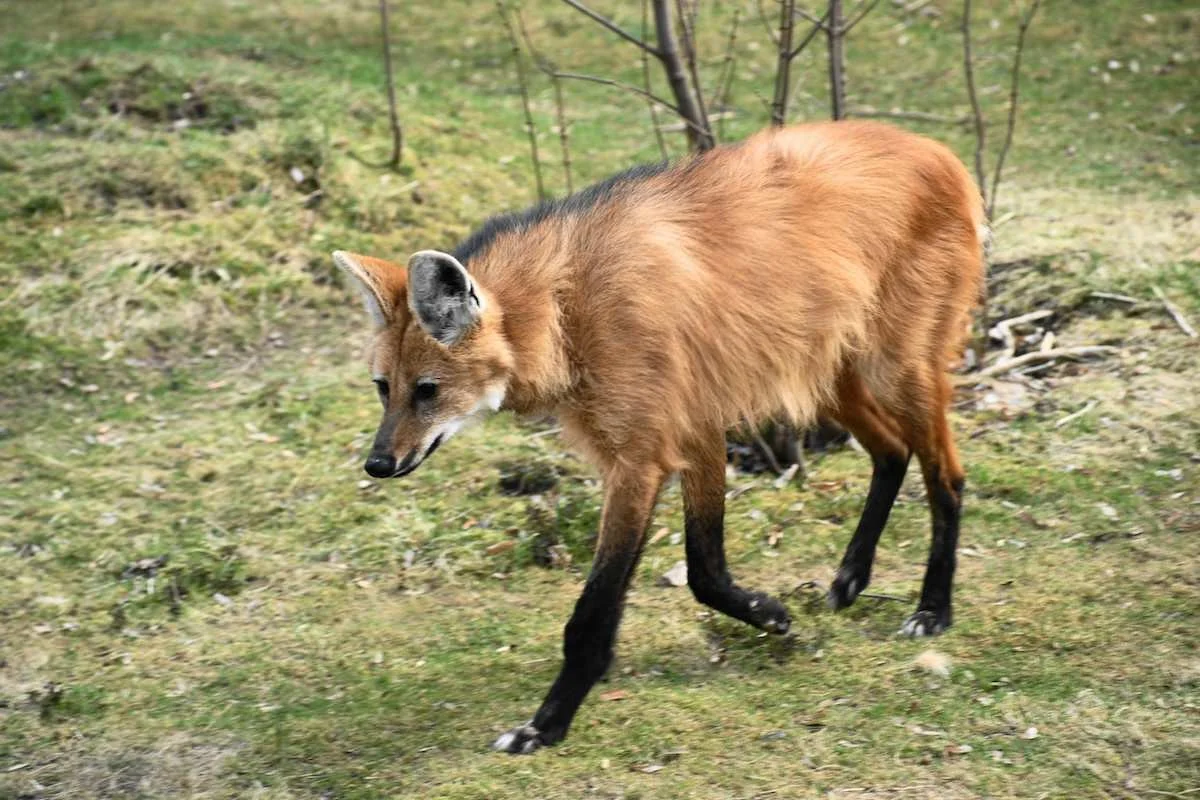 Maned wolf walking on grassy terrain in a natural habitat.
