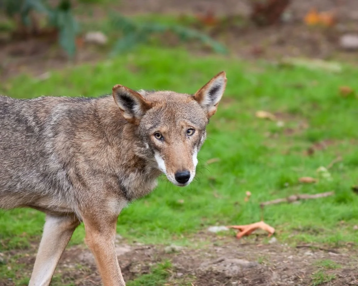 red wolf