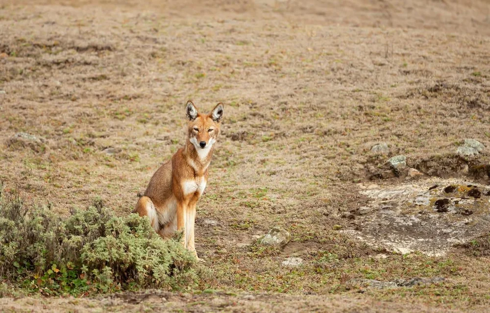 Ethiopian Wolf: Africa's Rarest Canid — Endangered Canid Project