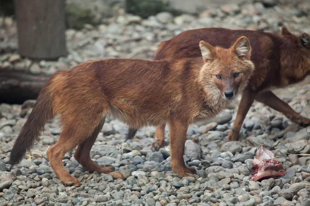 Dhole