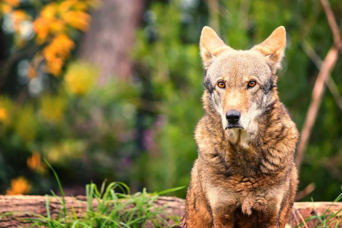 RED WOlf