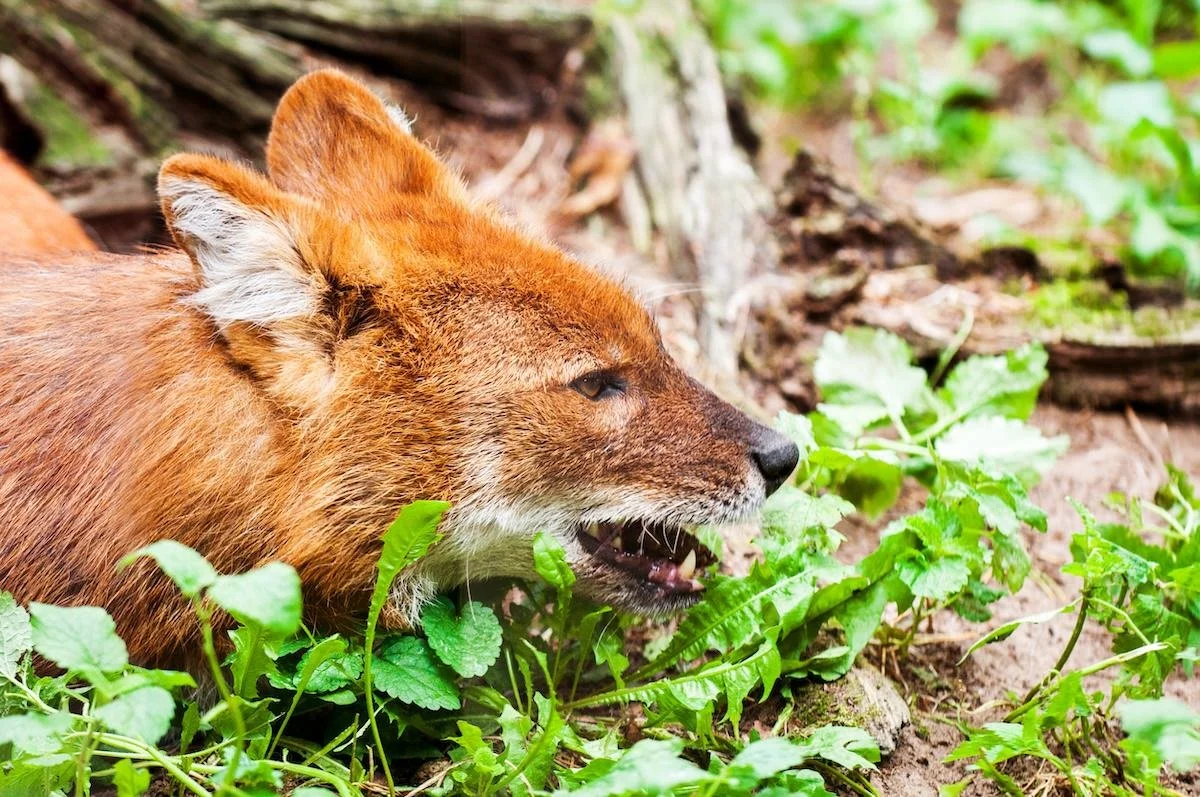 Maned Wolf