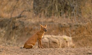 Dhole: Asia's Endangered Wild Dog — Endangered Canid Project