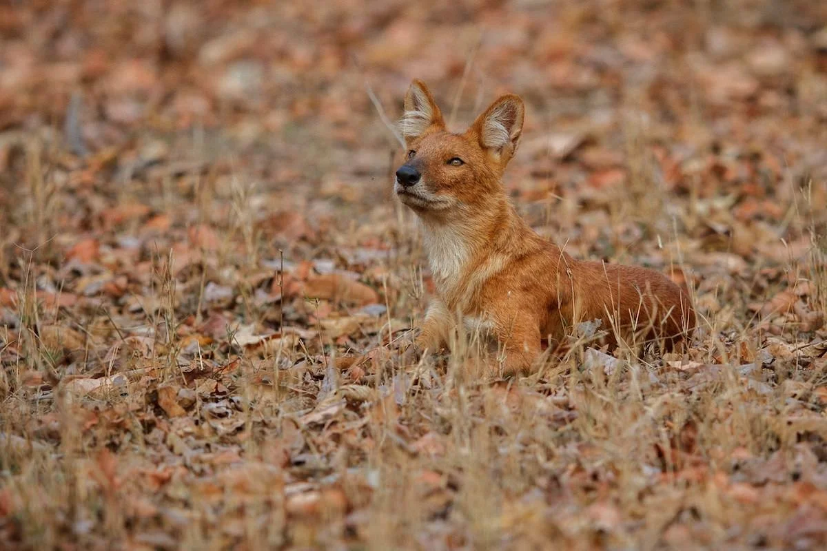Dhole sitting in the grass