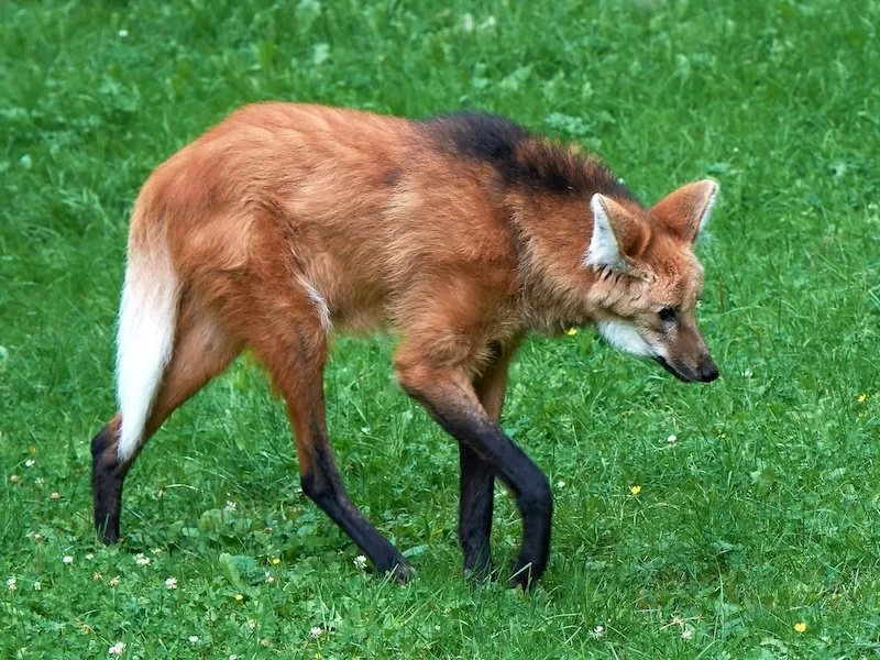 Maned wolf walking on grass