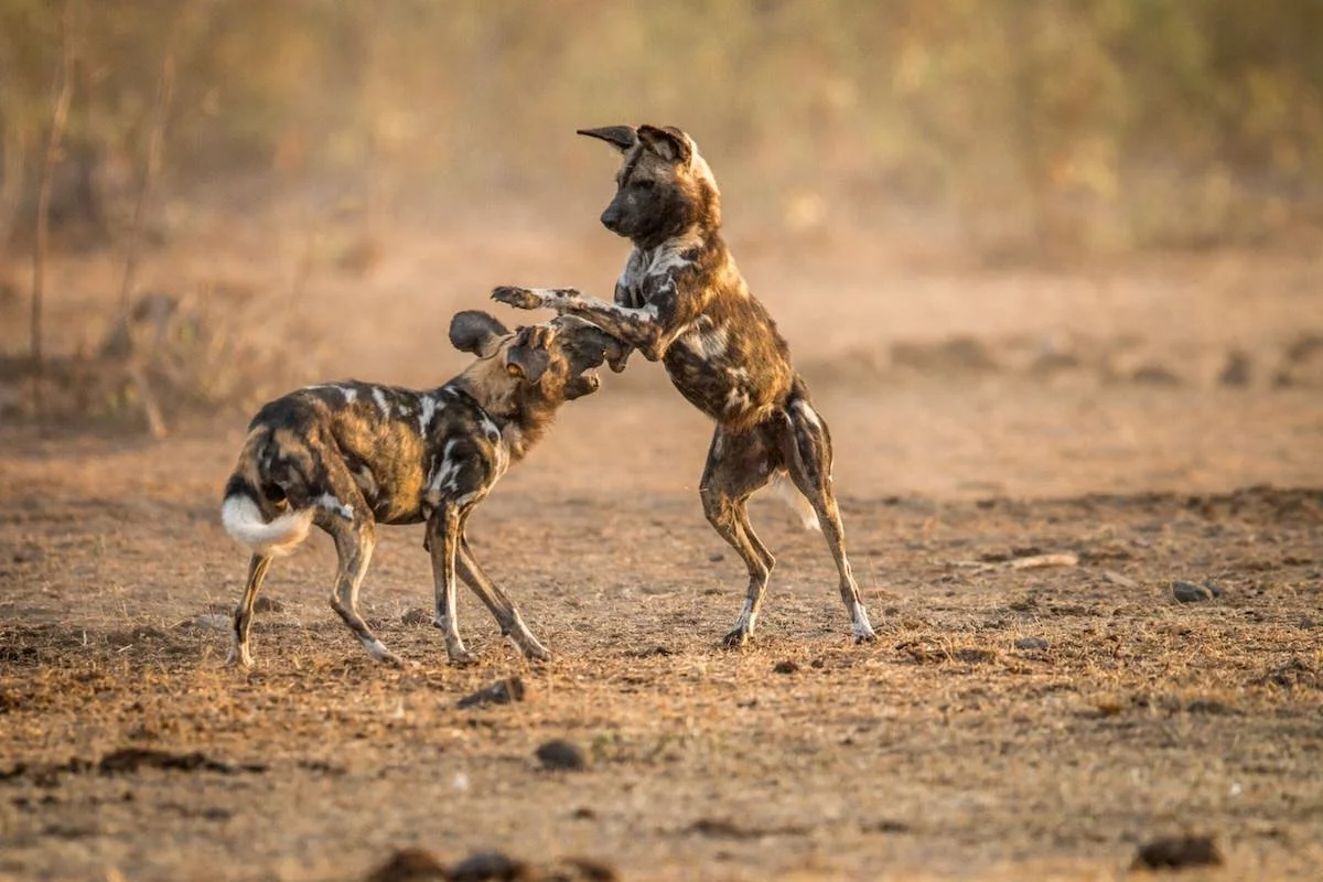 african wild dogs