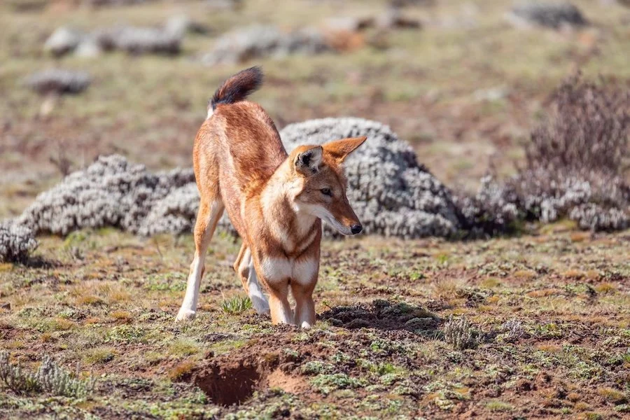 Ethiopian Wolf