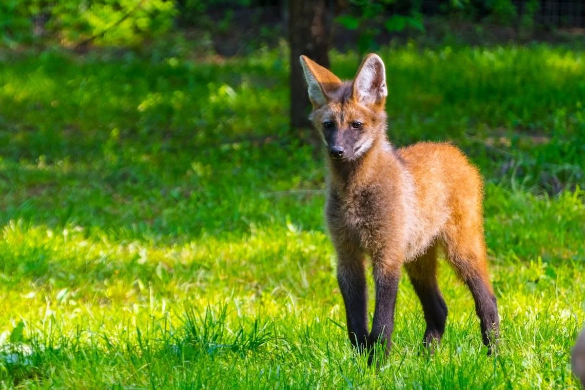 A maned wolf standing on grass in a forested area.