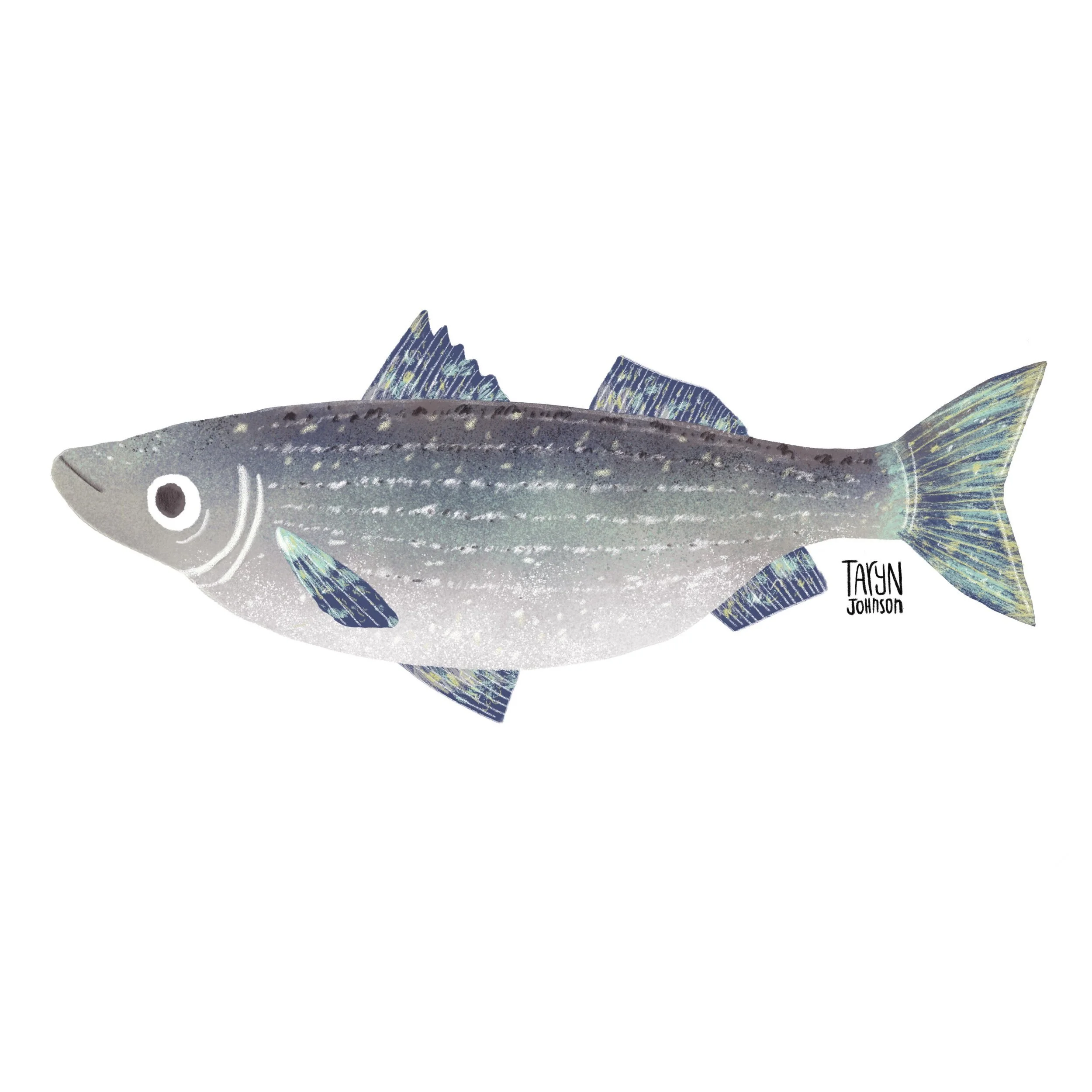 Fish049_tarynjohnson.jpeg